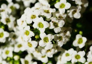 Alyssum Maritima